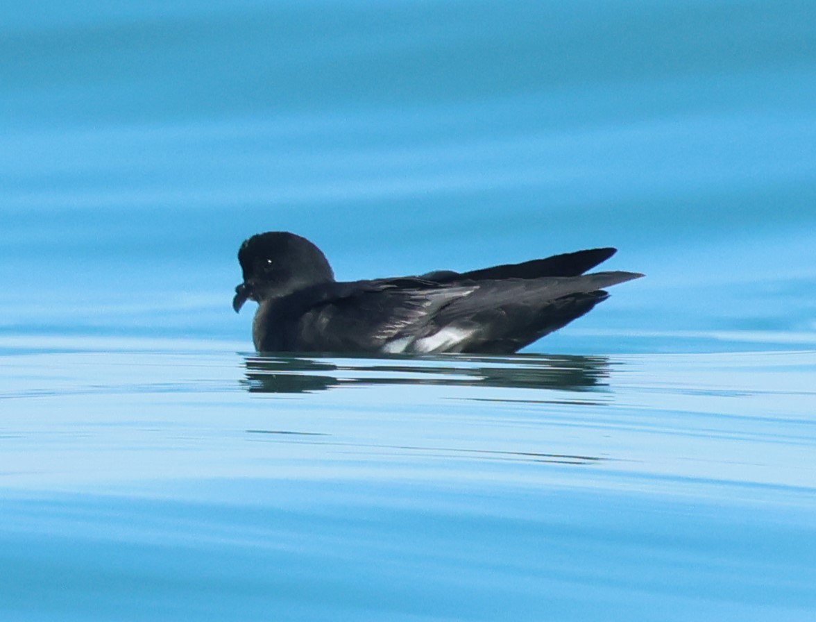 Paíño Europeo - ML647908757