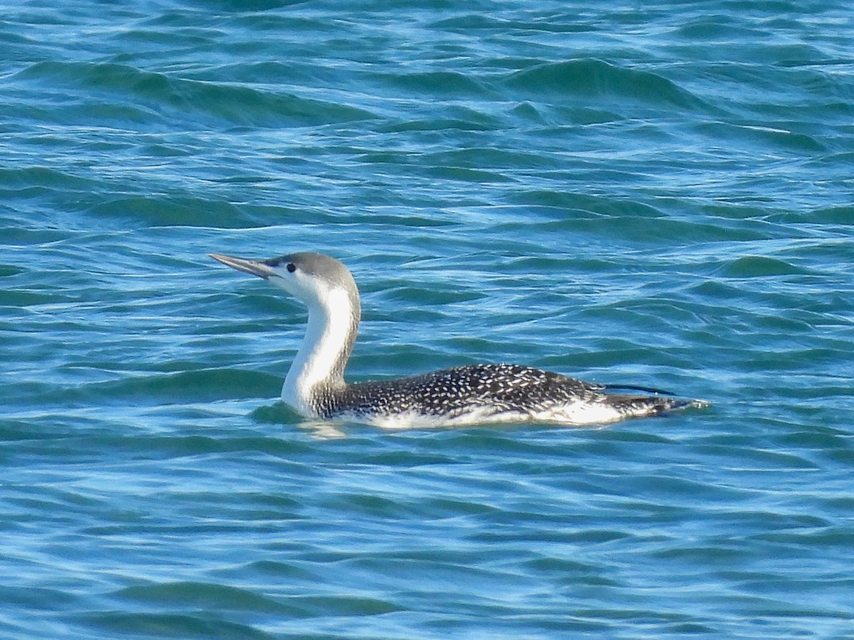 Colimbo Chico - ML647908758