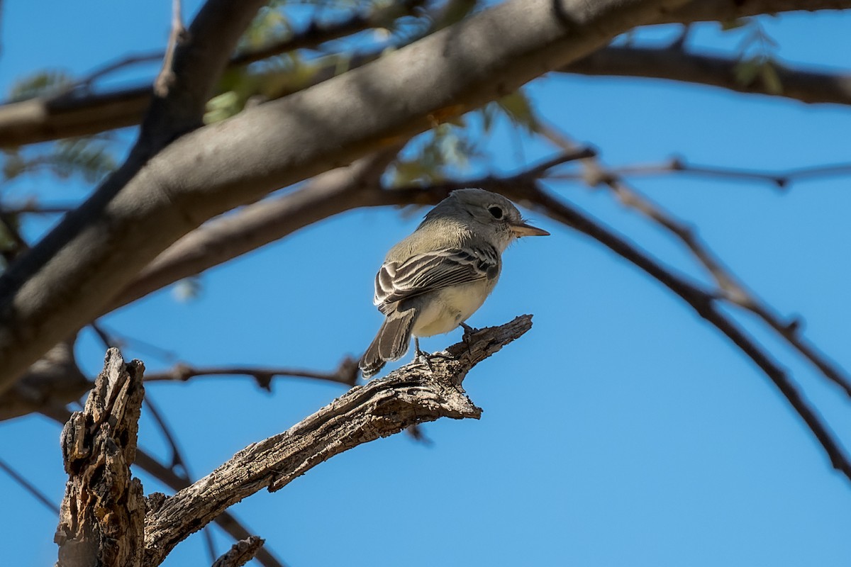 Mosquero Gris - ML647908759