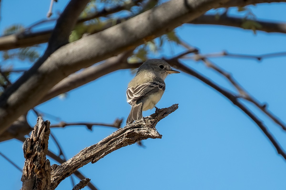 Mosquero Gris - ML647908760