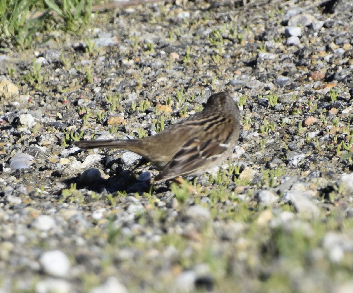 Great Blue Heron - ML647908777