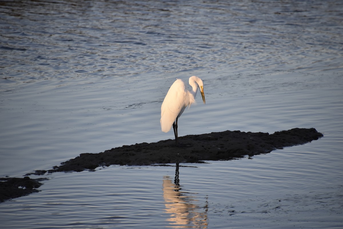 Great Blue Heron - ML647908778