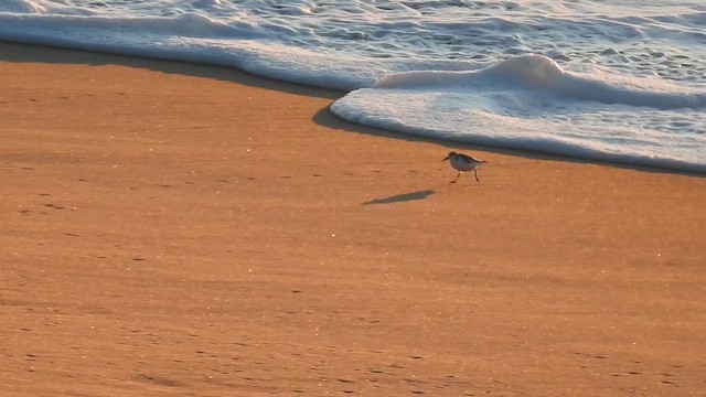 ミユビシギ - ML647908877