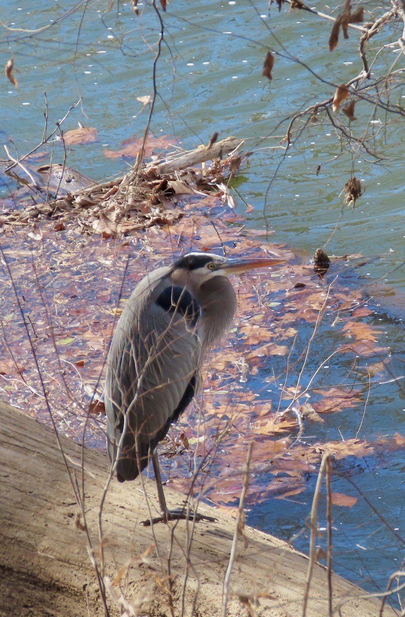 Great Blue Heron - ML647908950