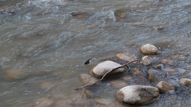 メキシコカワガラス - ML647908955