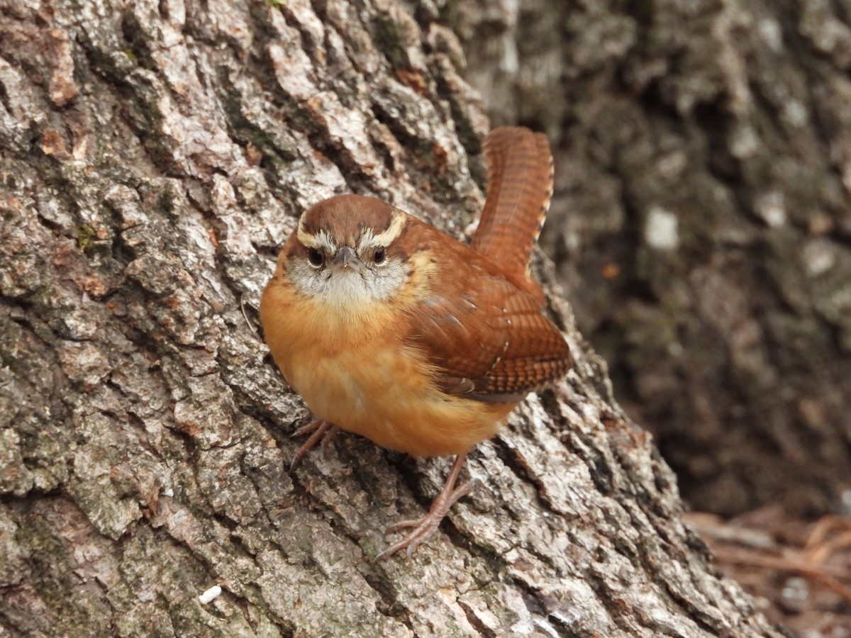 Karolina Çıtkuşu - ML647908977