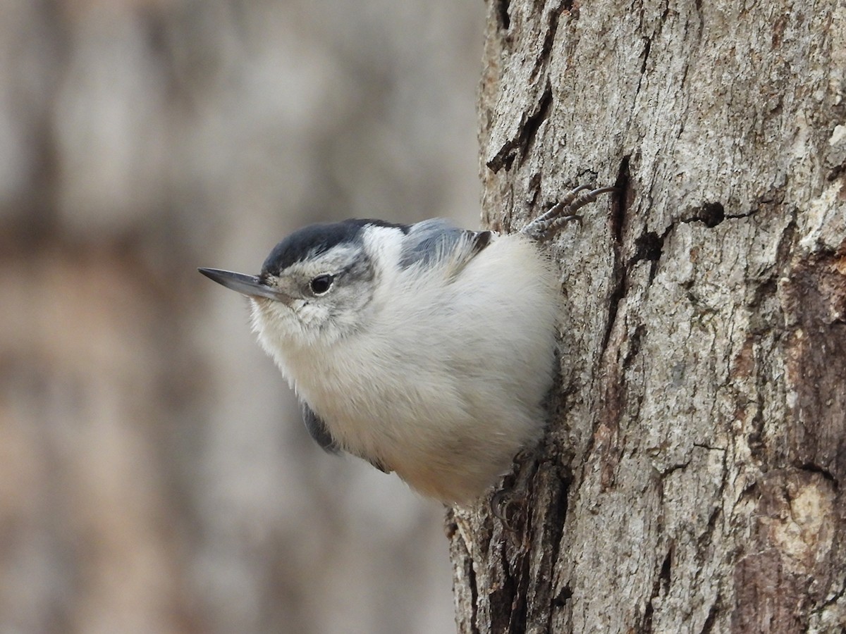 Beyaz Göğüslü Sıvacı - ML647909099