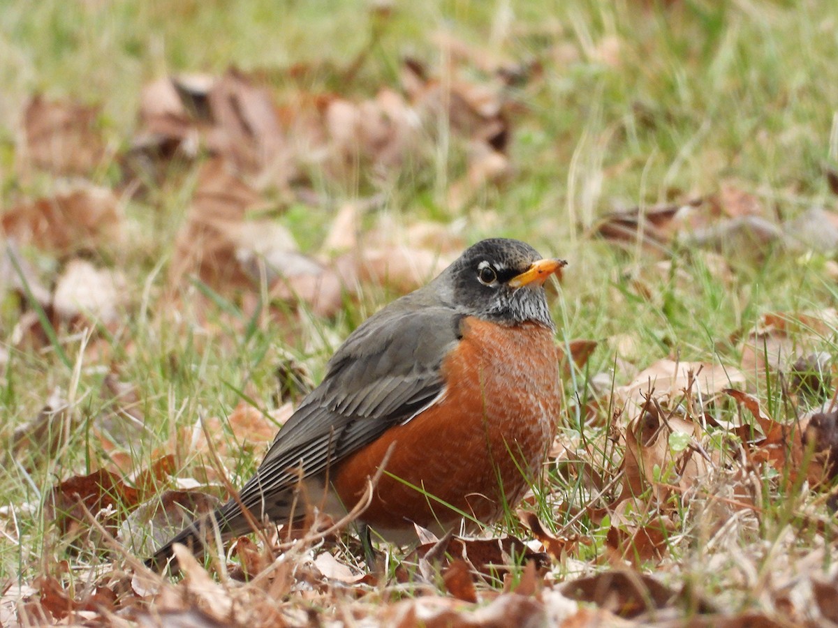 Göçmen Ardıç - ML647909104