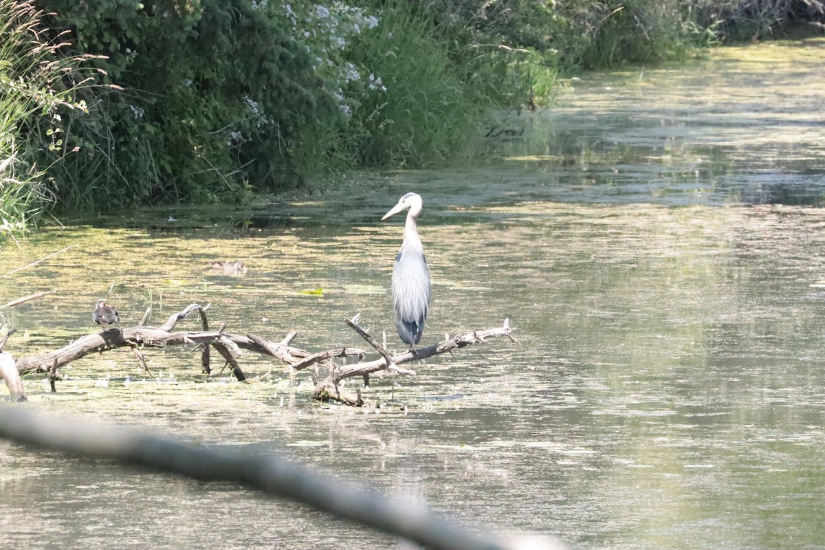 Great Blue Heron - ML647909108
