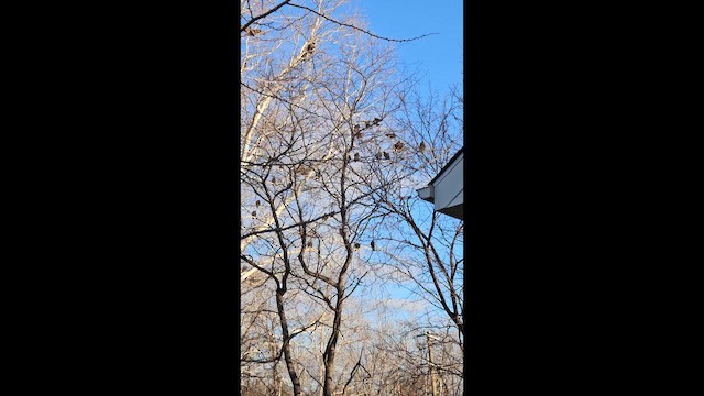 ヒメコンドル - ML647909184