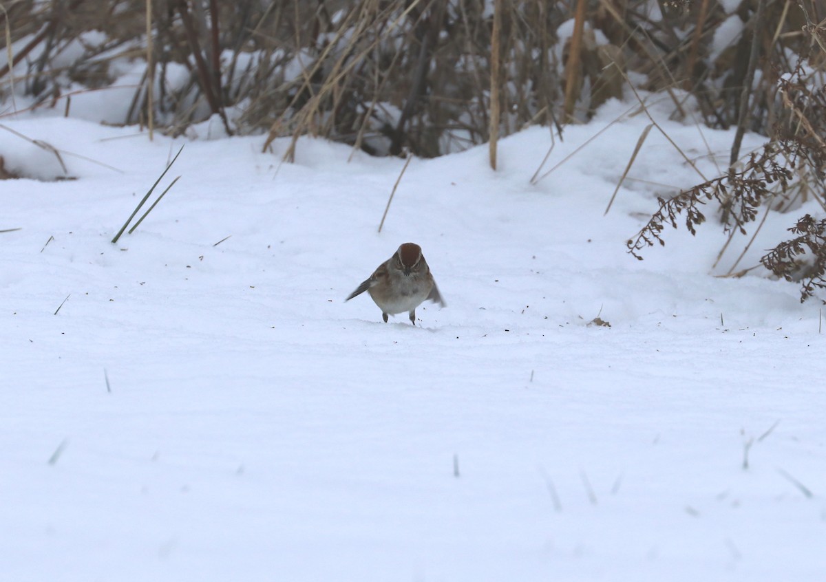 American Tree Sparrow - ML647909205