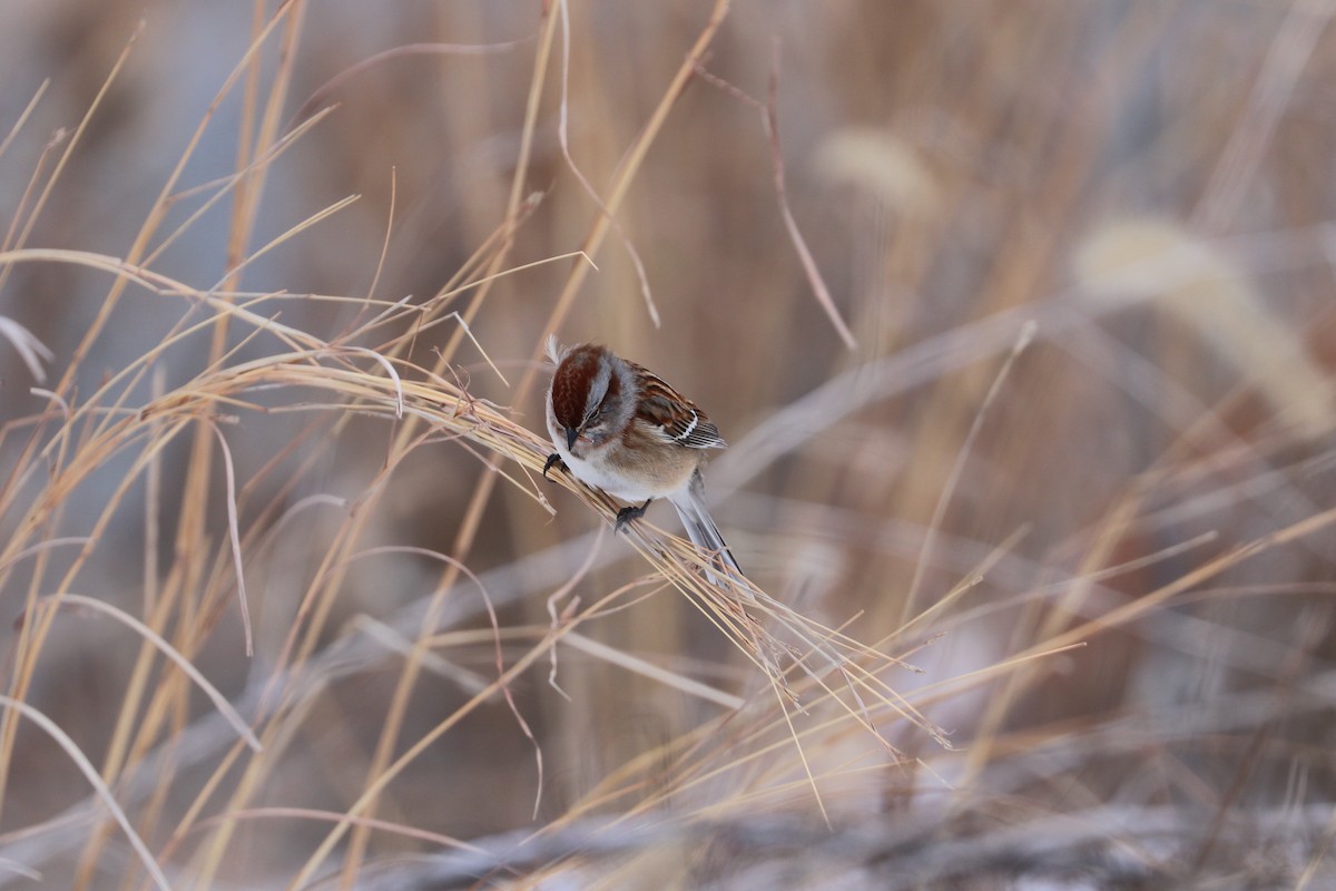 American Tree Sparrow - ML647909206