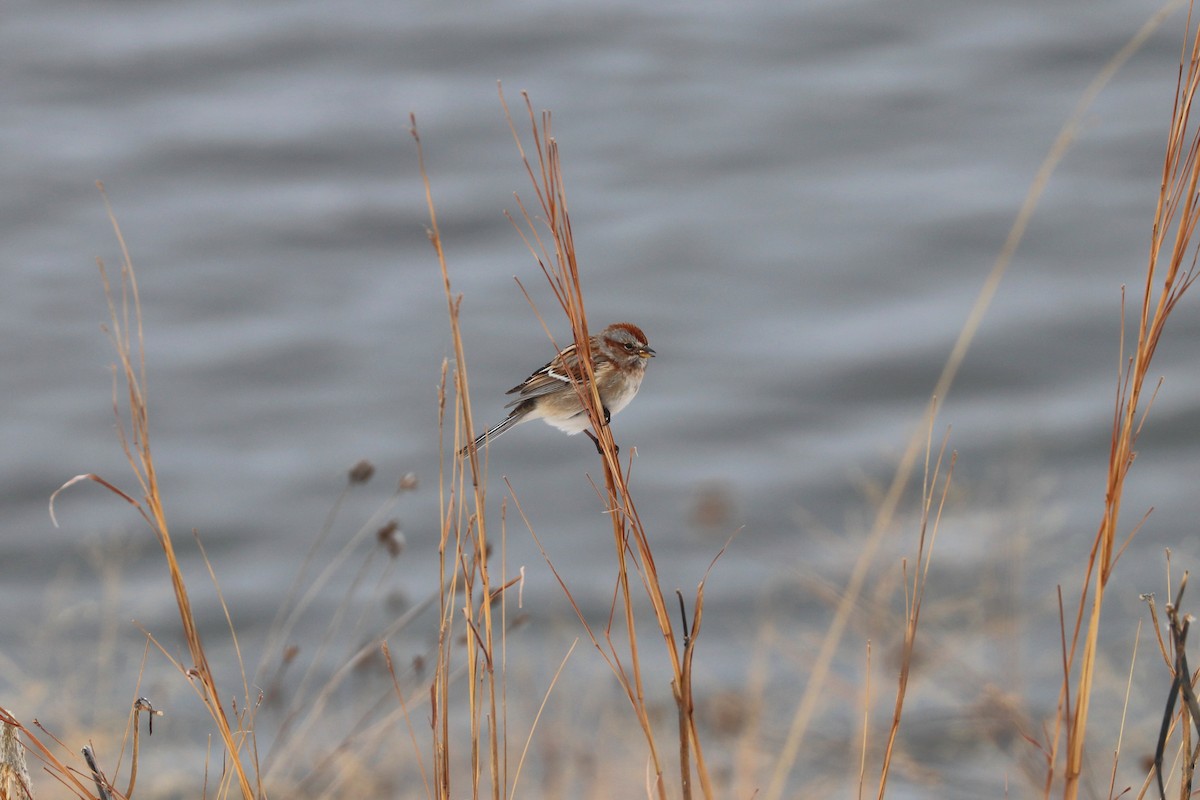 American Tree Sparrow - ML647909207