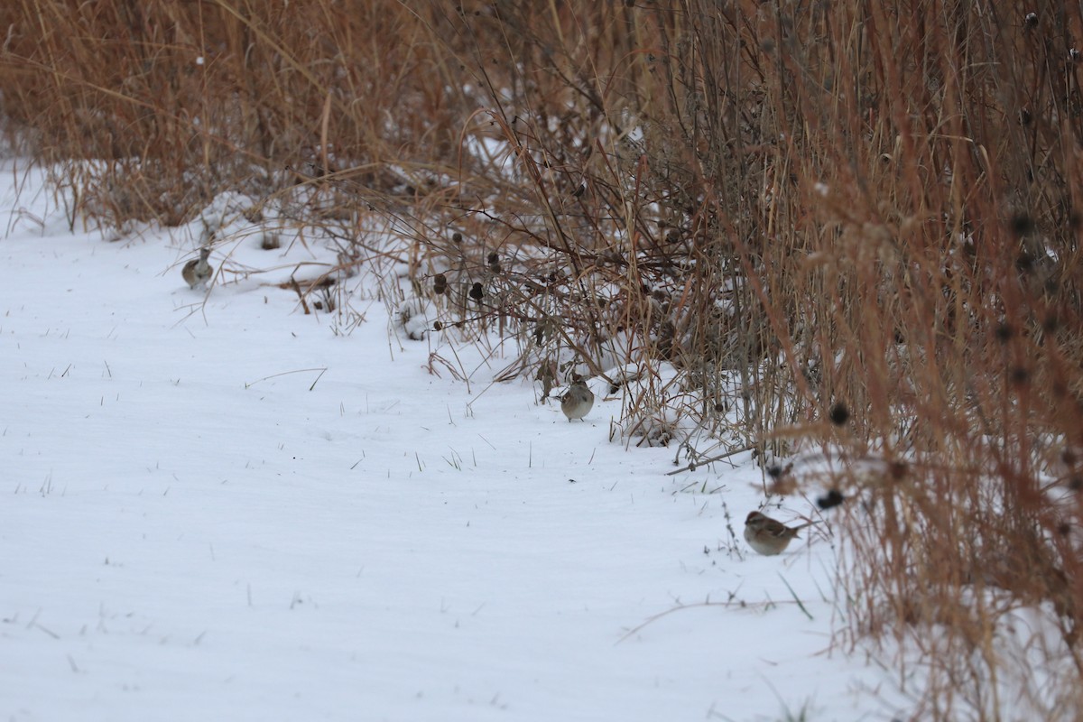 American Tree Sparrow - ML647909208