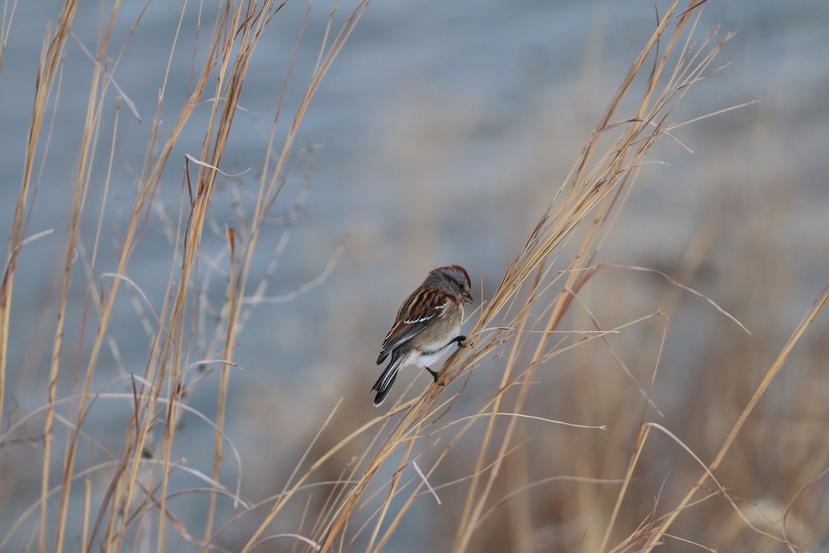 American Tree Sparrow - ML647909209