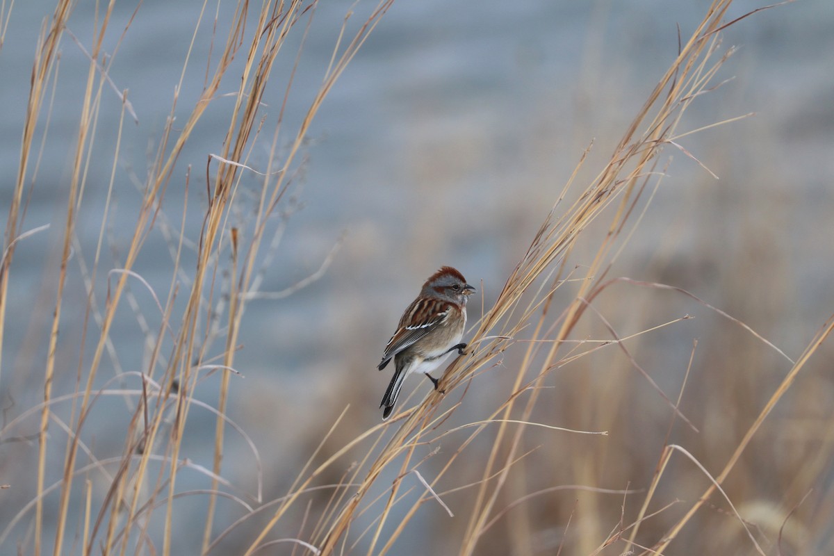 American Tree Sparrow - ML647909210