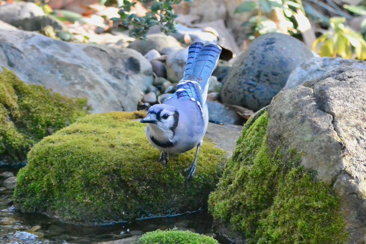 Blue Jay - ML647909223