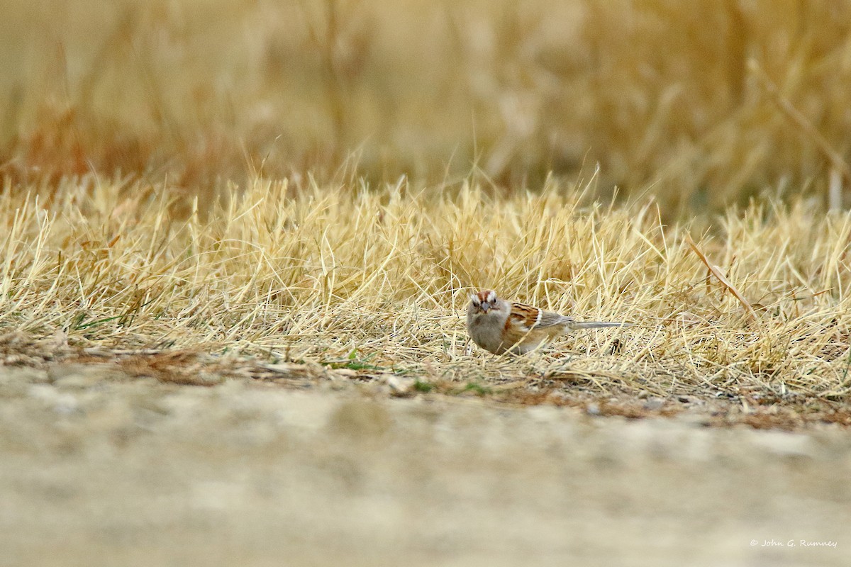 American Tree Sparrow - ML647909229