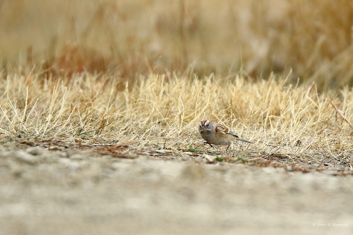 American Tree Sparrow - ML647909230