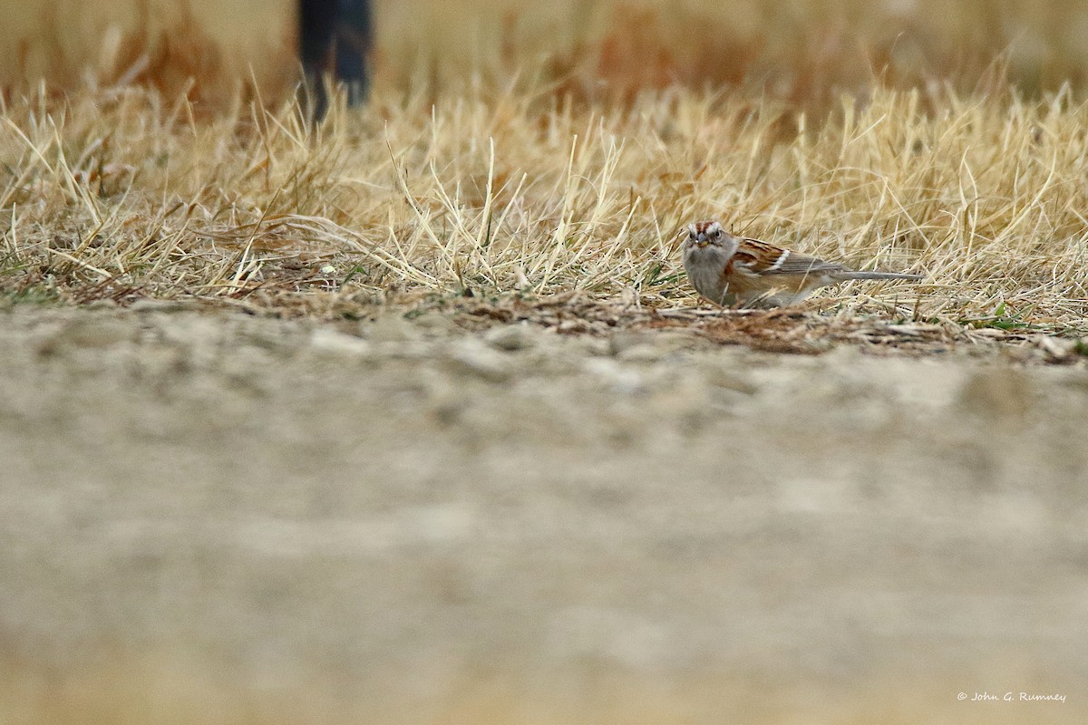 American Tree Sparrow - ML647909231