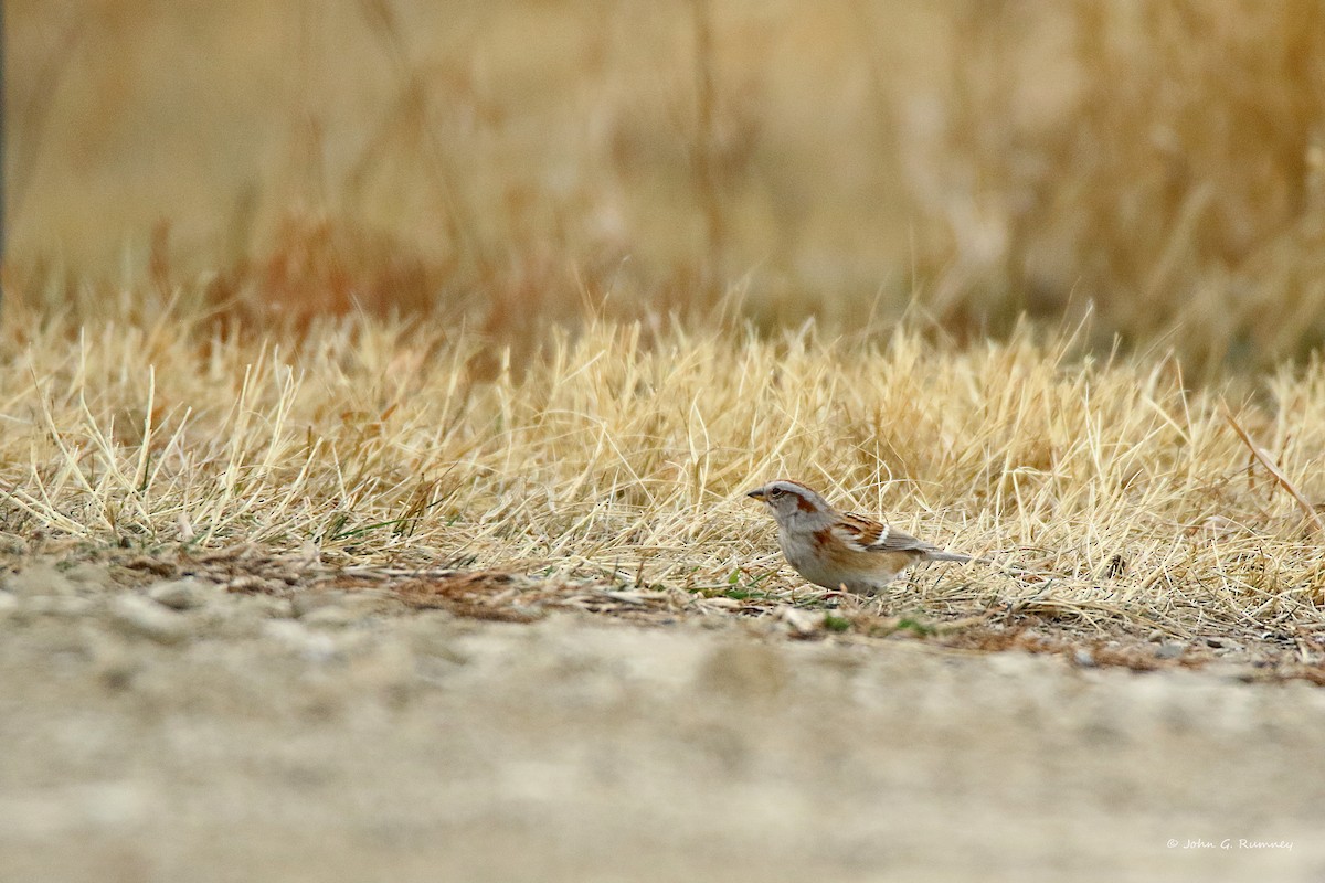American Tree Sparrow - ML647909232