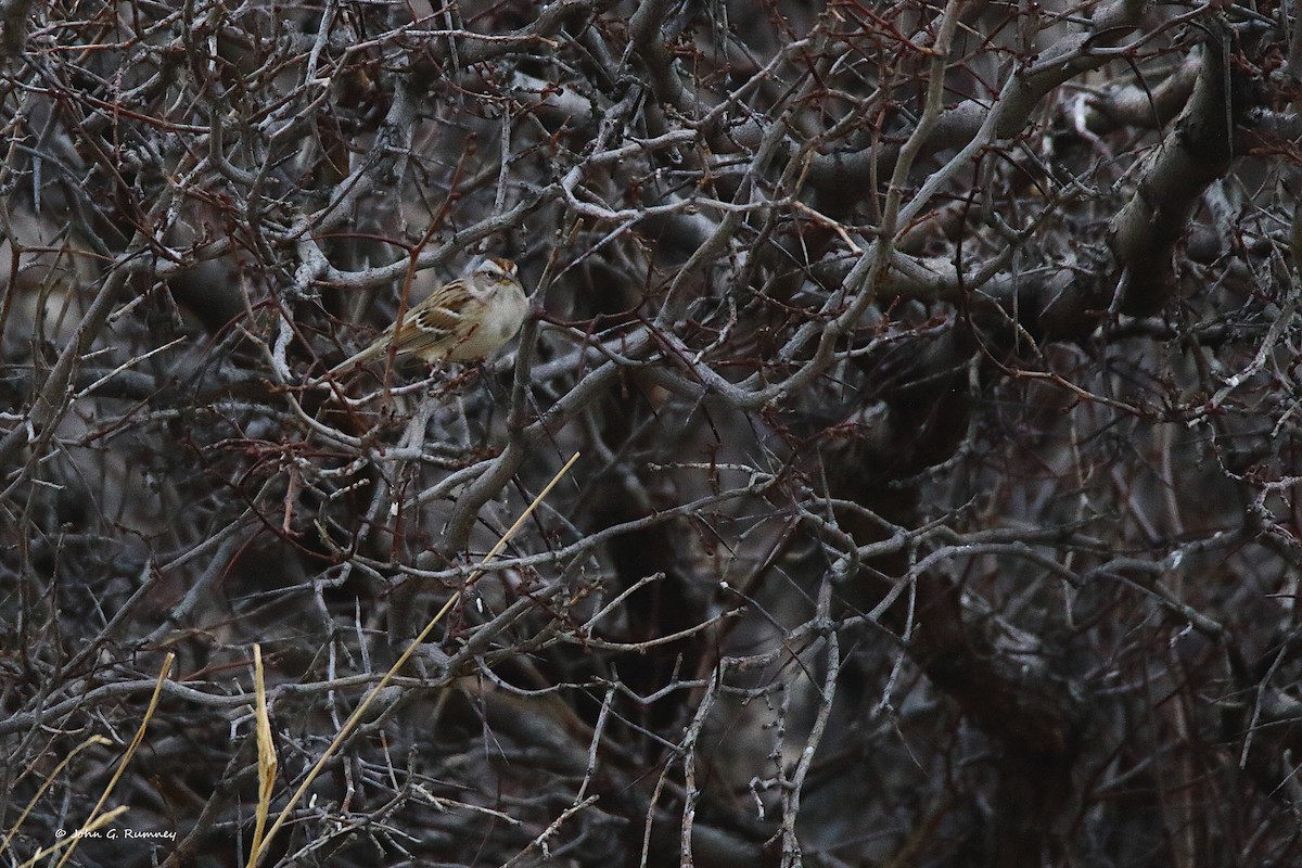 American Tree Sparrow - ML647909233