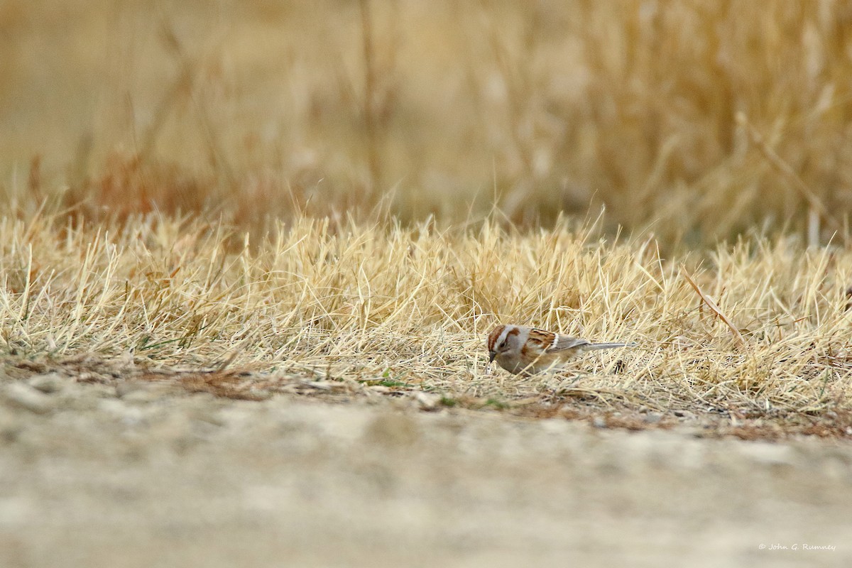 American Tree Sparrow - ML647909234