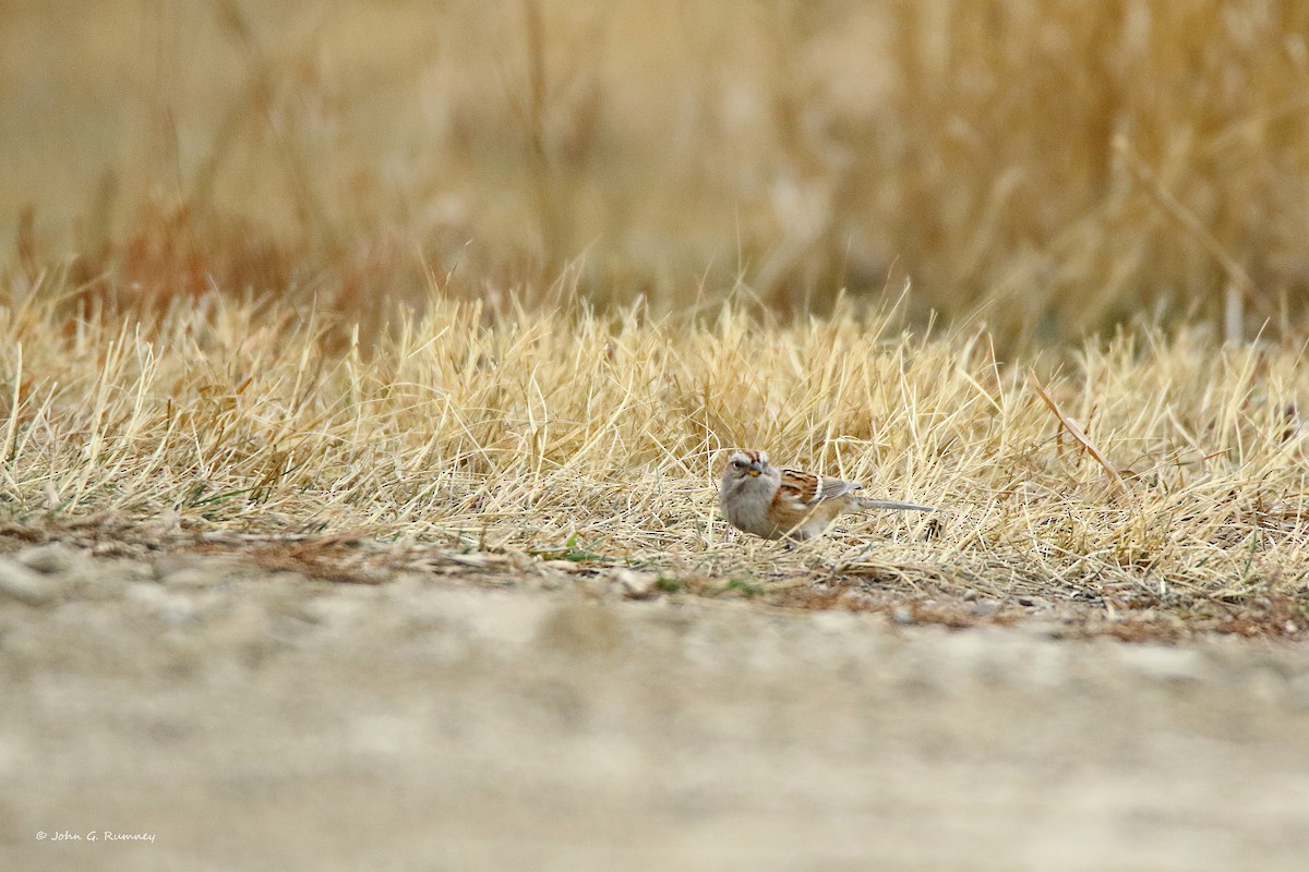 American Tree Sparrow - ML647909235