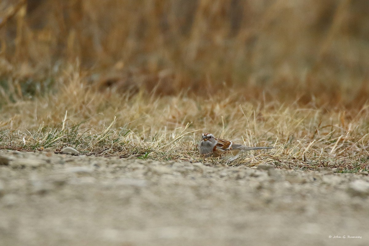American Tree Sparrow - ML647909236