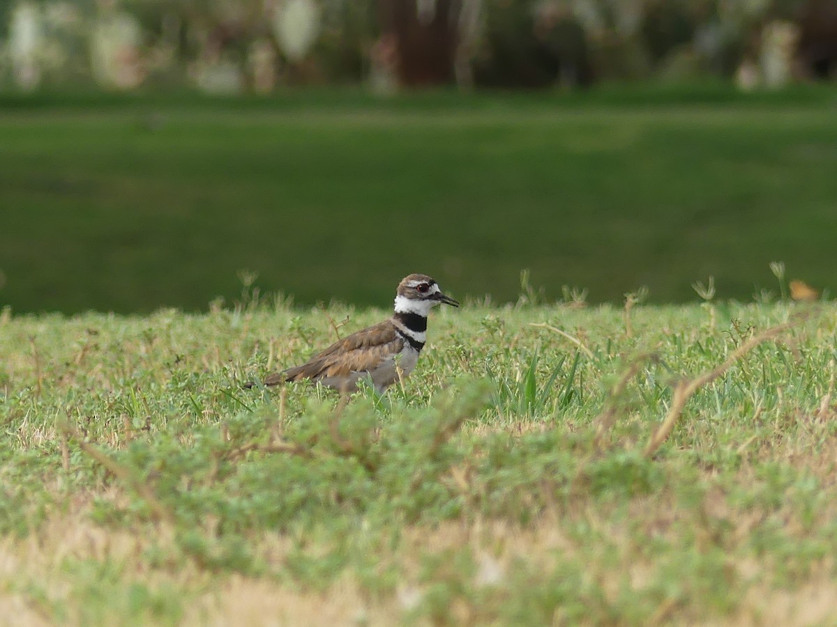 フタオビチドリ - ML647909365