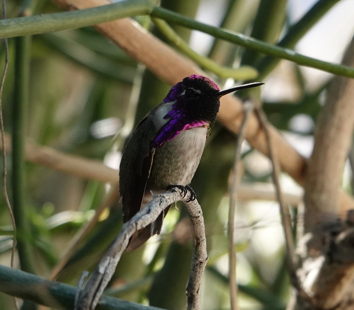 コスタハチドリ - ML647909372