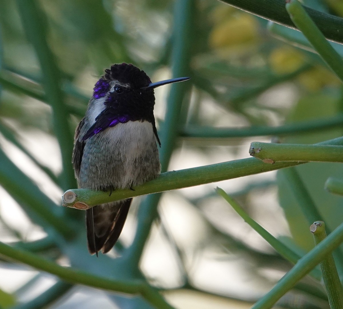 コスタハチドリ - ML647909373