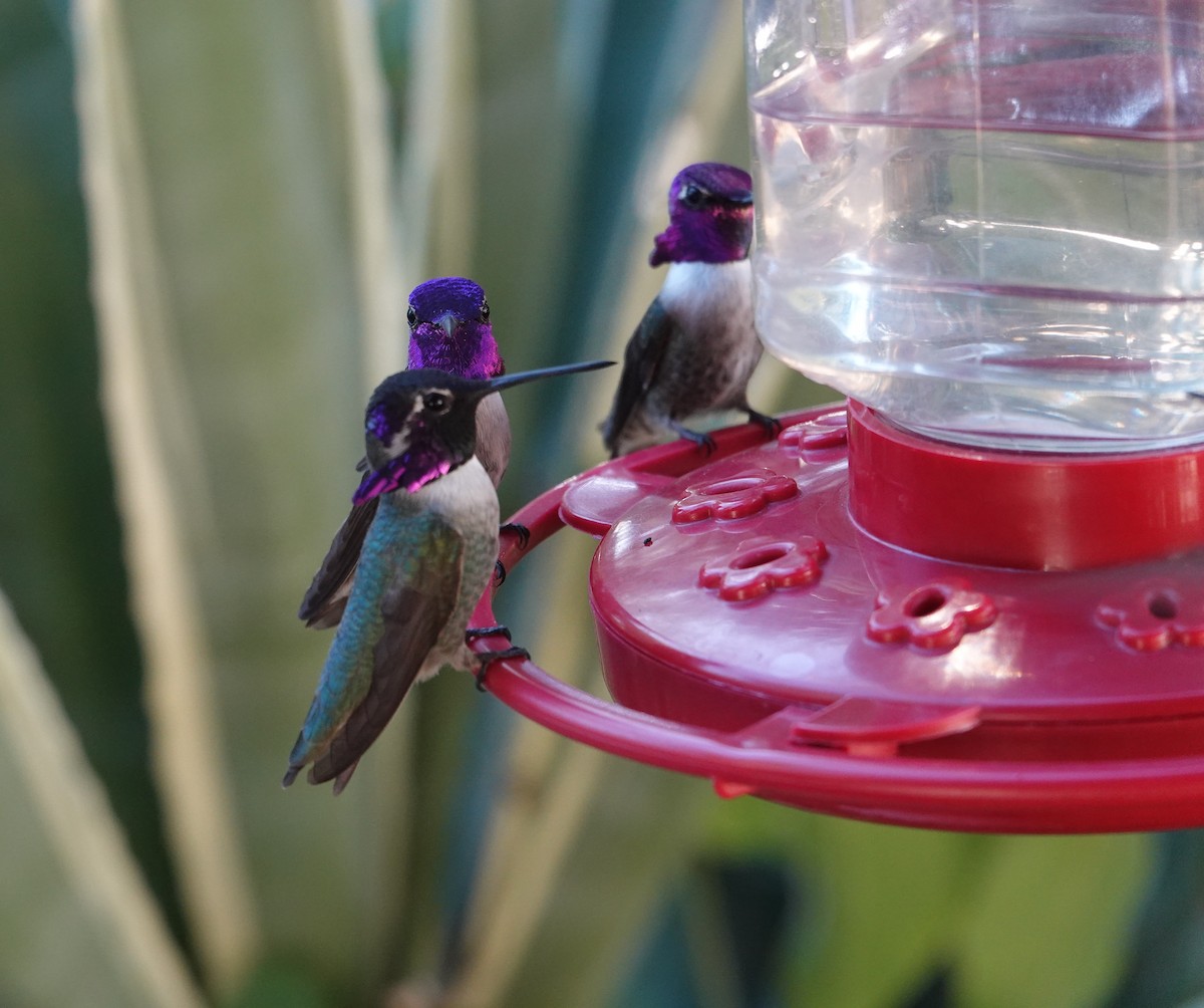 コスタハチドリ - ML647909385