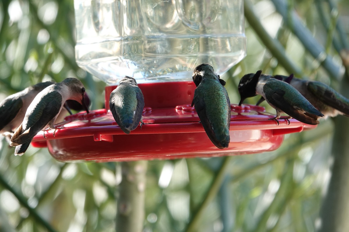 コスタハチドリ - ML647909386