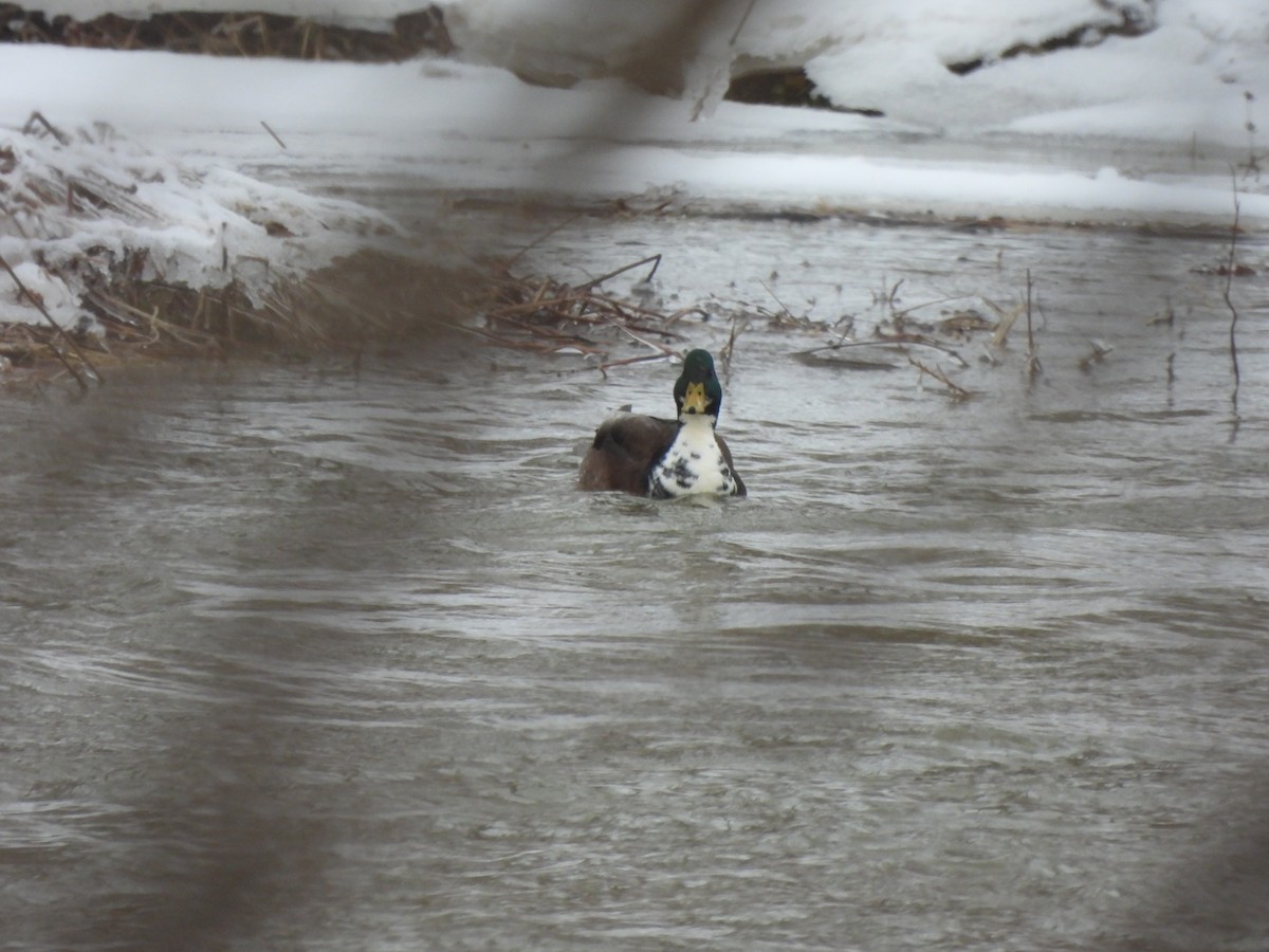 マガモ（アヒル、家畜） - ML647909387