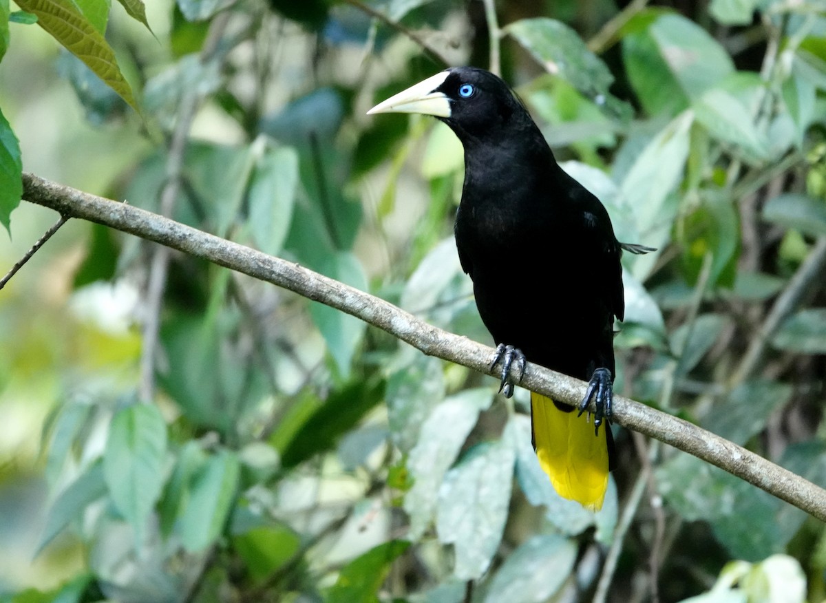 カンムリオオツリスドリ - ML647909389