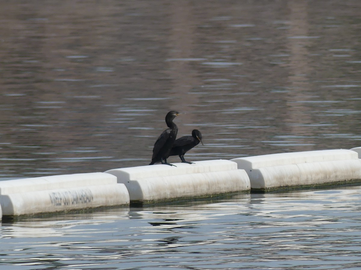 ナンベイヒメウ - ML647909391