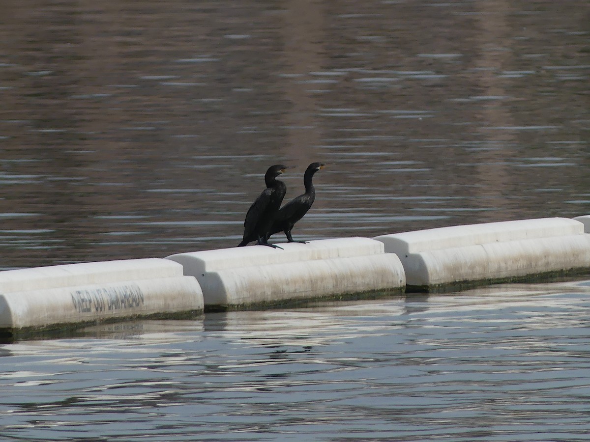 ナンベイヒメウ - ML647909392