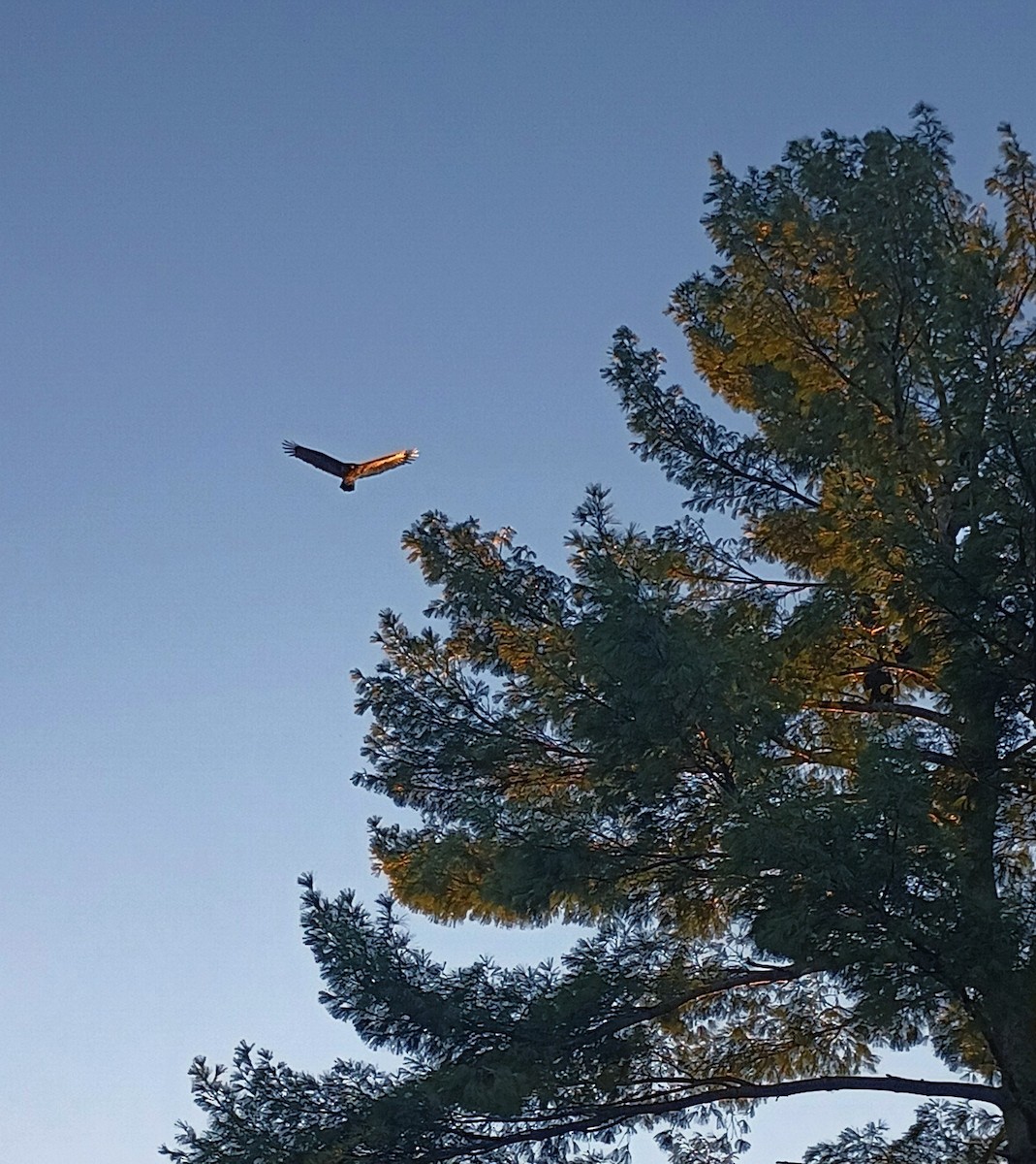 ヒメコンドル - ML647909393