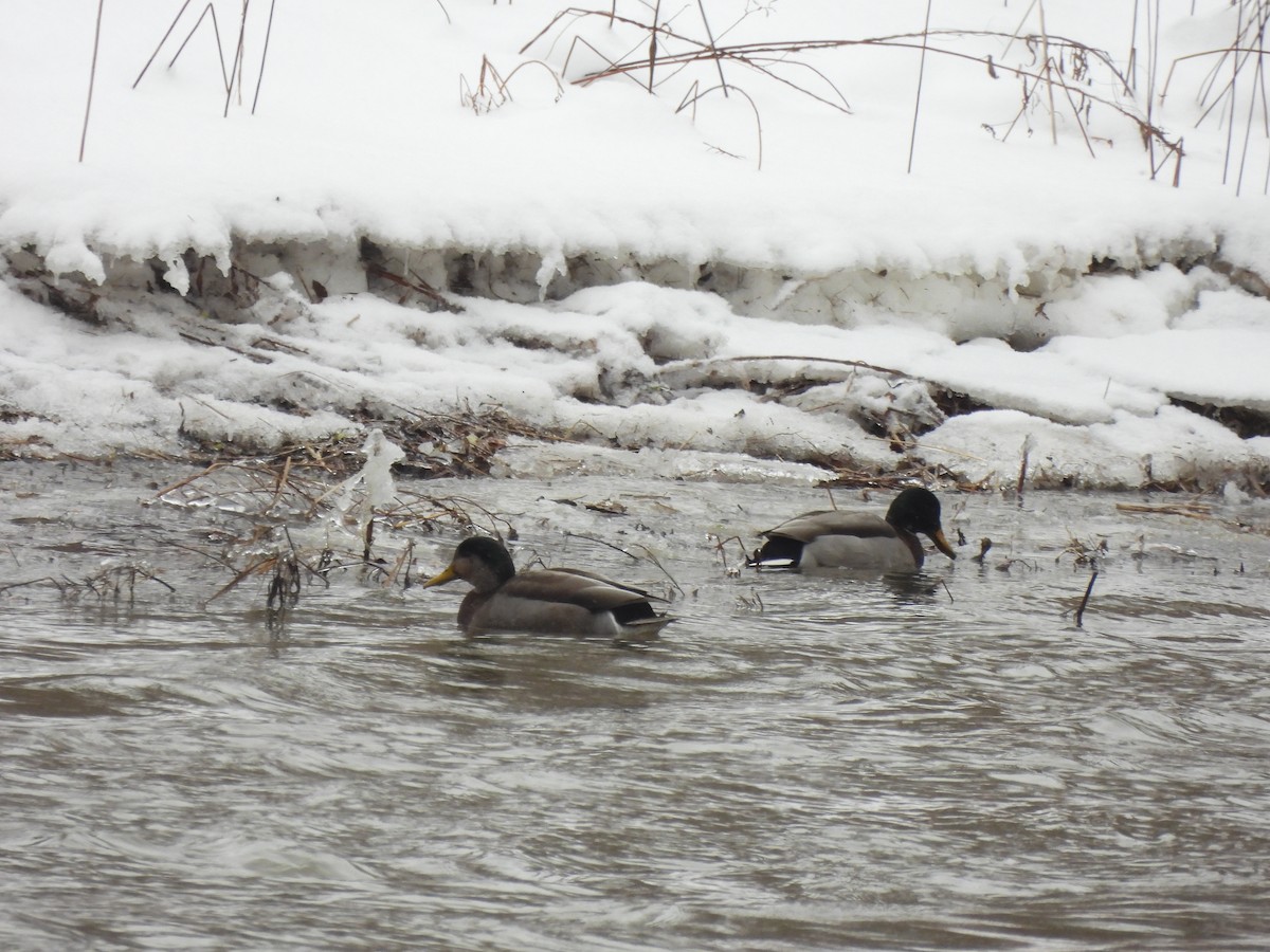 雑種 マガモ ｘ アメリカガモ - ML647909394