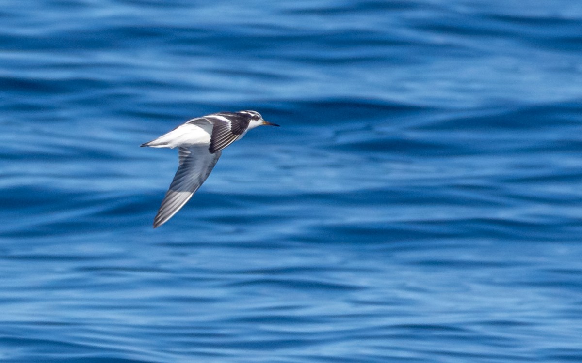 ハイイロヒレアシシギ - ML647909395