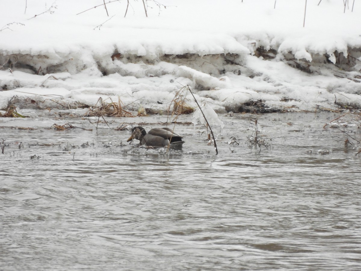 雑種 マガモ ｘ アメリカガモ - ML647909397