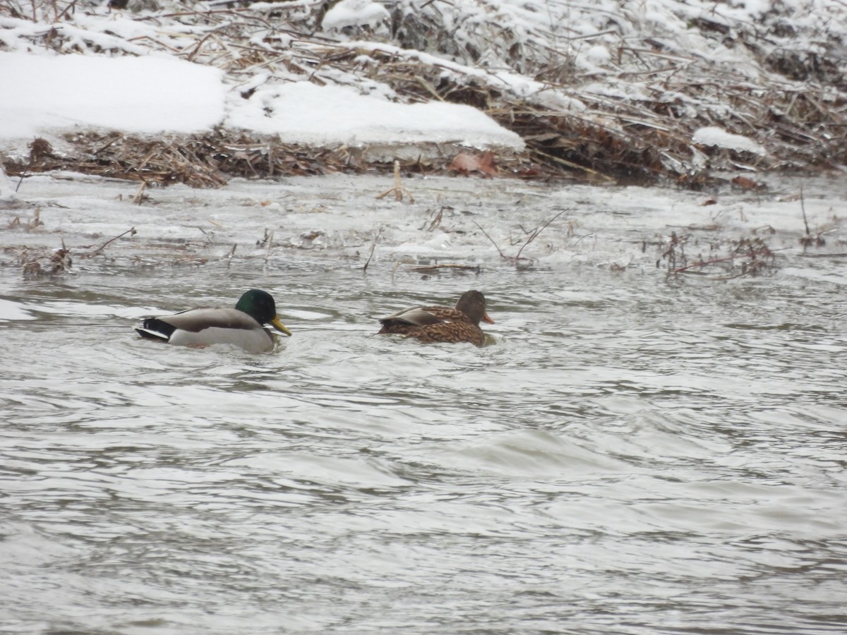 マガモ - ML647909399