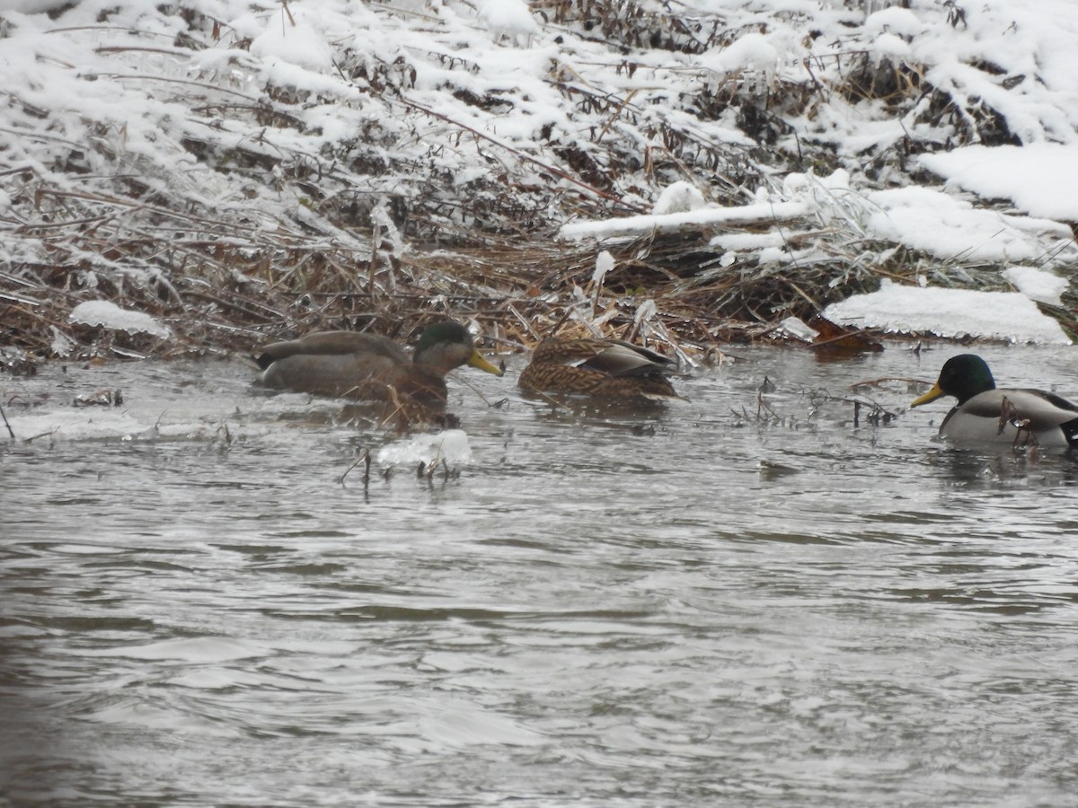 雑種 マガモ ｘ アメリカガモ - ML647909401