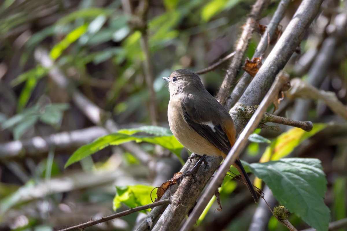 ジョウビタキ - ML647909403