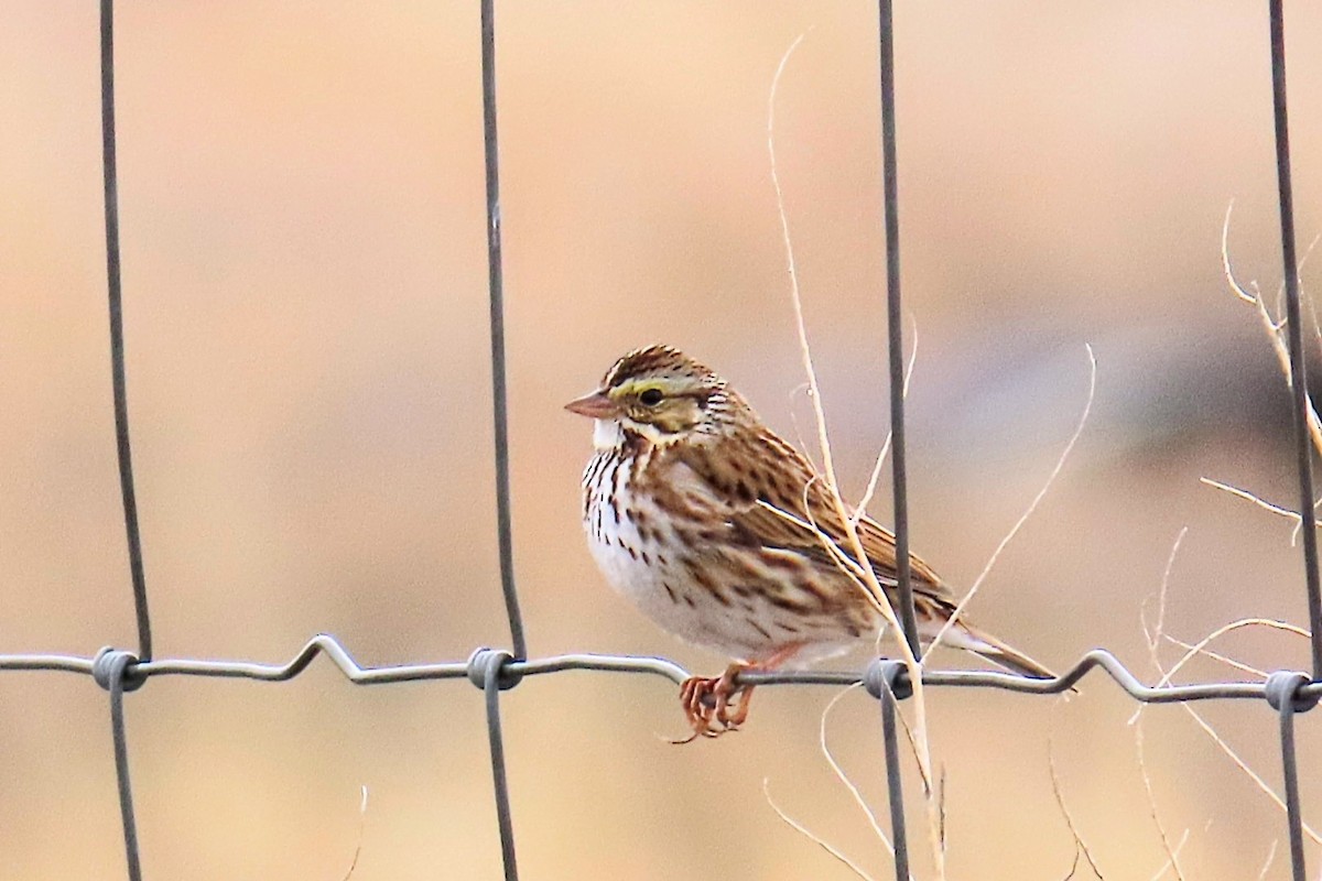 サバンナシトド - ML647909404