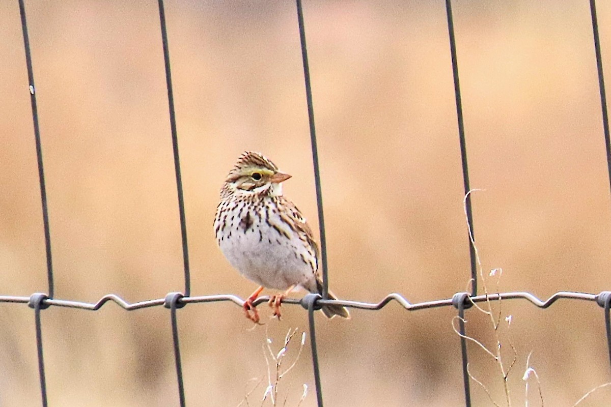 サバンナシトド - ML647909405