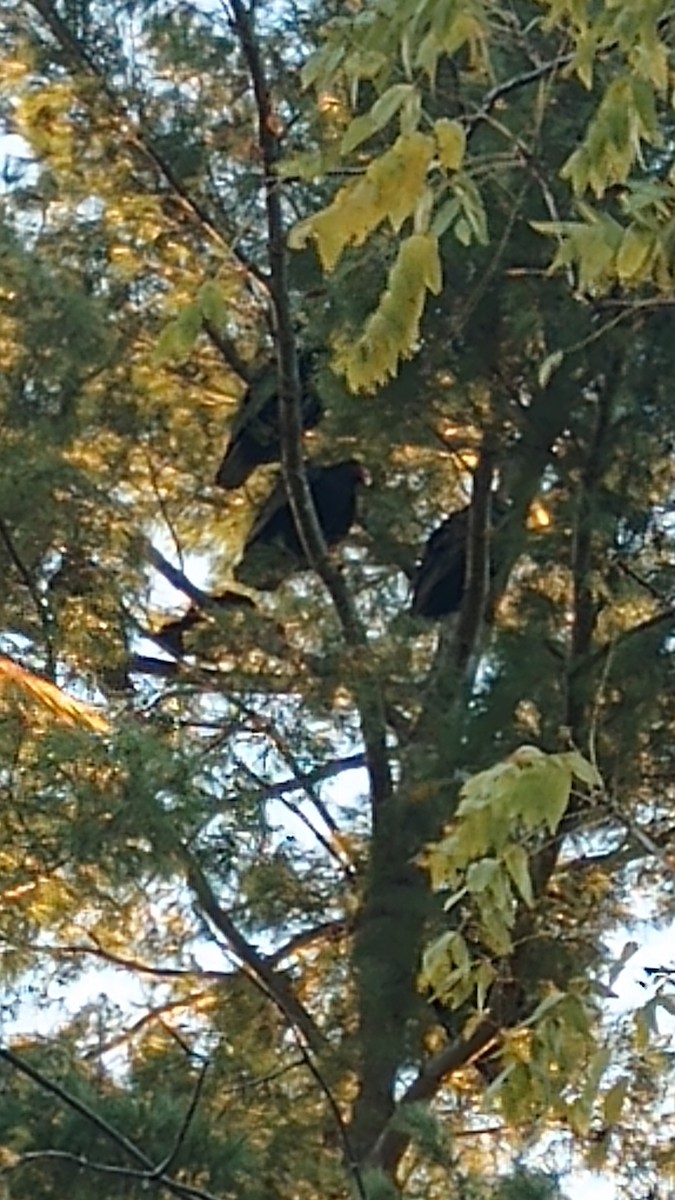 ヒメコンドル - ML647909407