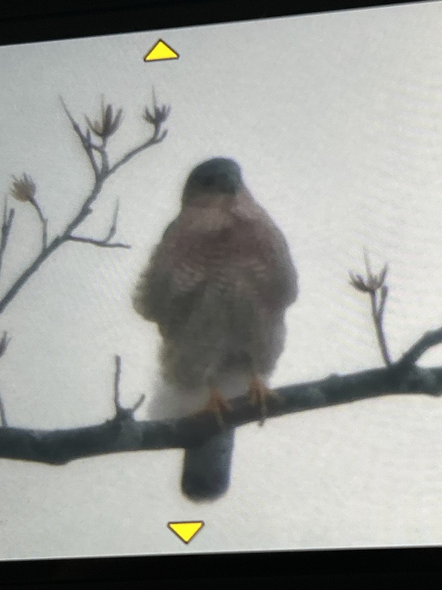 クーパーハイタカ - ML647909410