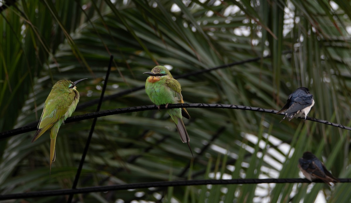 ルリホオハチクイ - ML647909411